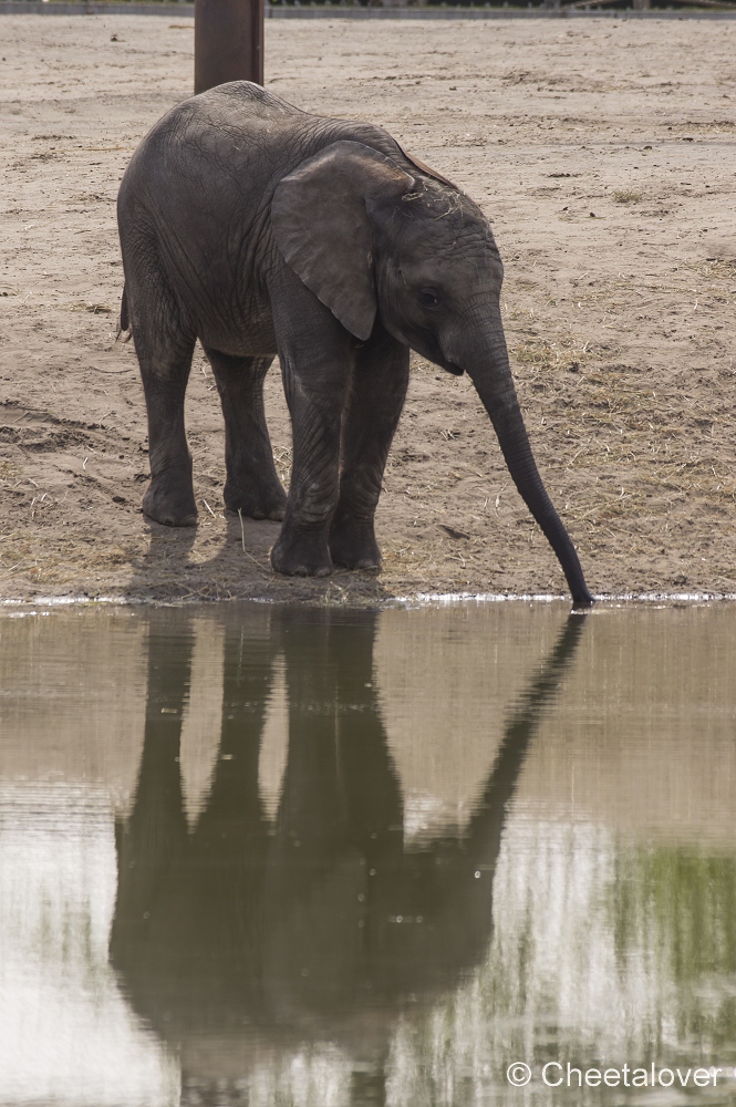 _DSC7950.JPG - Afrikaanse Olifant