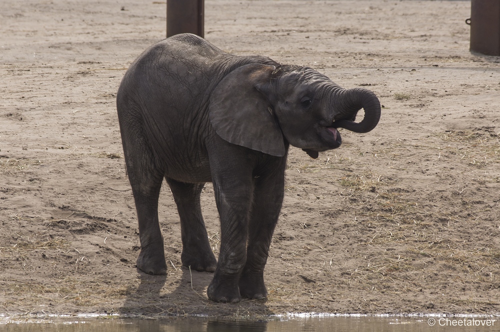 _DSC7953.JPG - Afrikaanse Olifant