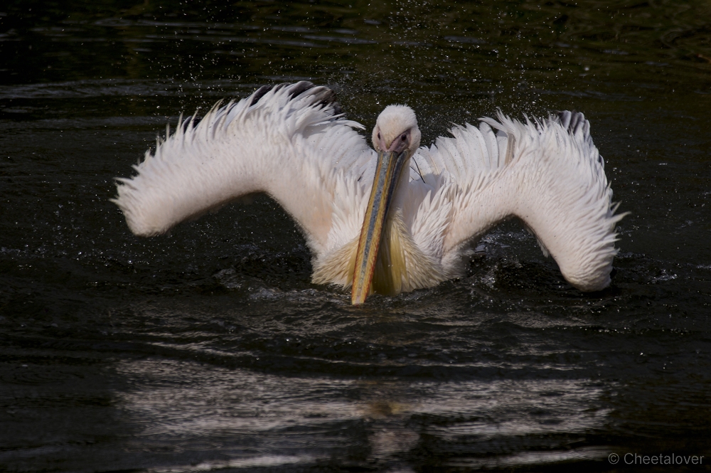 _DSC7995.JPG - Roze Pelikaan