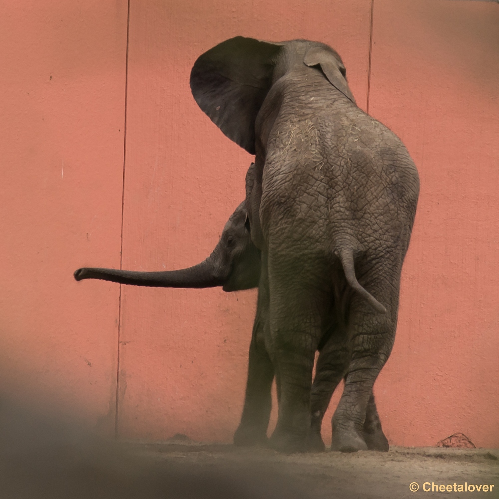 _DSC0029.JPG - Afrikaanse Olifant