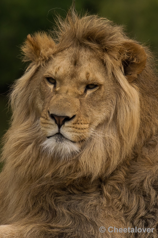 _DSC9497.JPG - Afrikaanse Leeuw