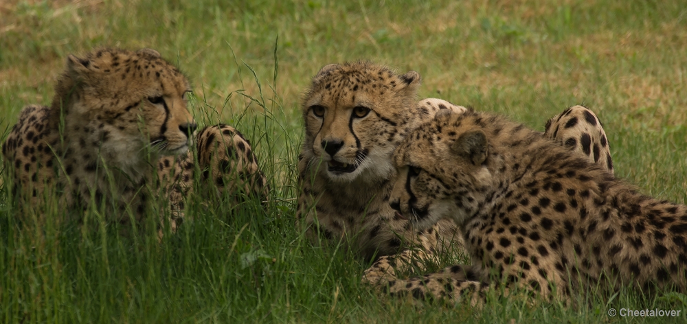 _DSC9561.JPG - Jachtluipaard