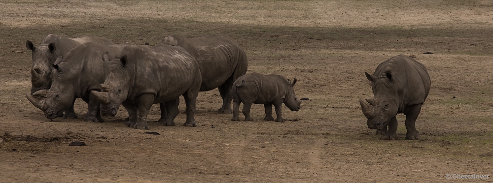 _DSC9576.JPG - Breedlipneushoorn