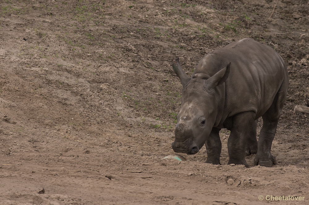 _DSC9578.JPG - Breedlipneushoorn