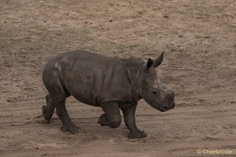 _DSC9581.JPG - Breedlipneushoorn