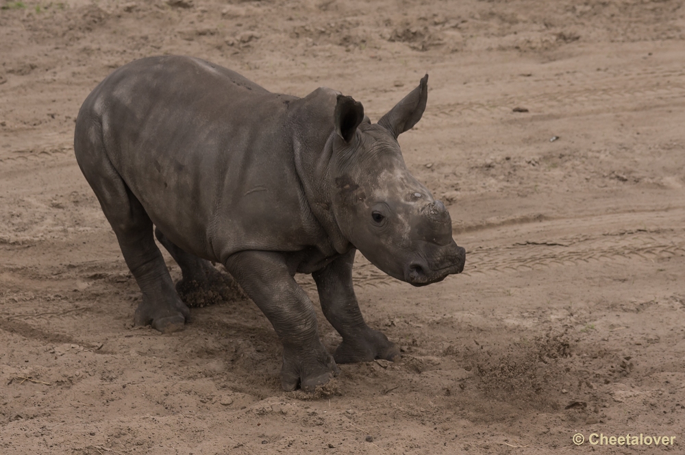 _DSC9583.JPG - Breedlipneushoorn