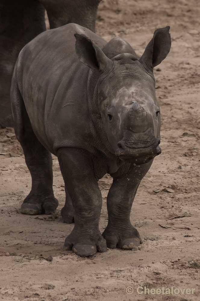 _DSC9591.JPG - Breedlipneushoorn