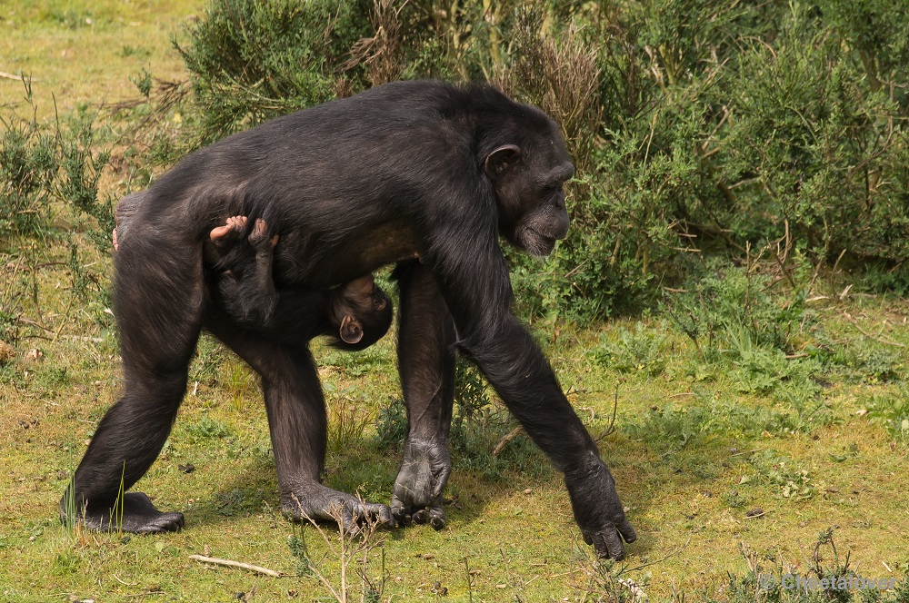 _DSC9596.JPG - Chimpansee