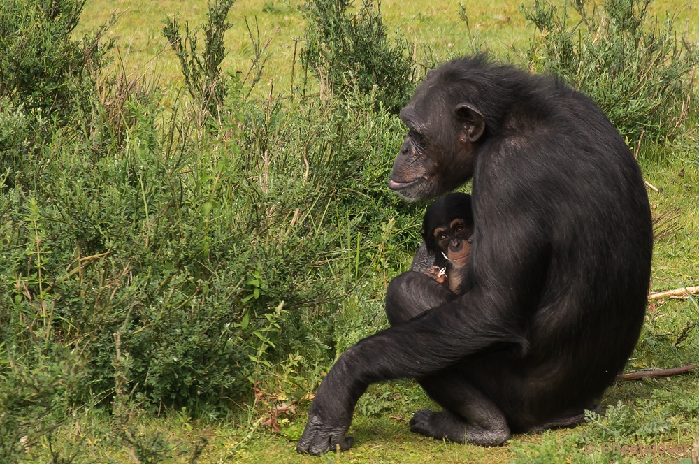 _DSC9602.JPG - Chimpansee