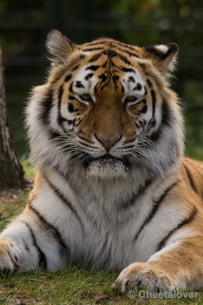 _DSC9632.JPG - Siberische Tijger