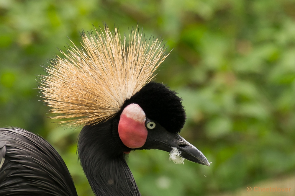 _DSC9675.JPG - Kroonkraanvogel