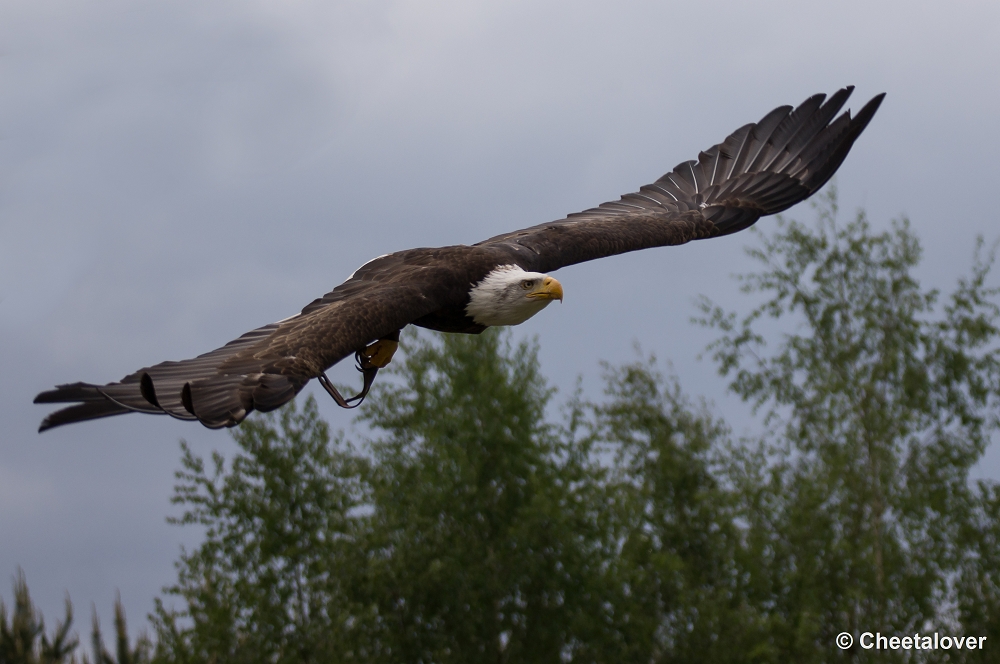 _DSC9795.JPG - Amerikaanse Zeearend, Lady Maya