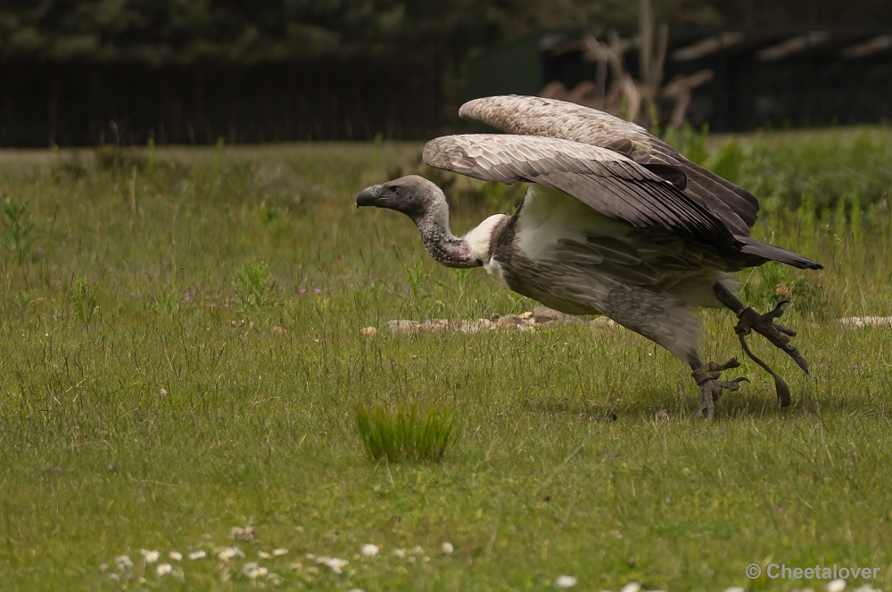 _DSC9825.JPG - Witruggier