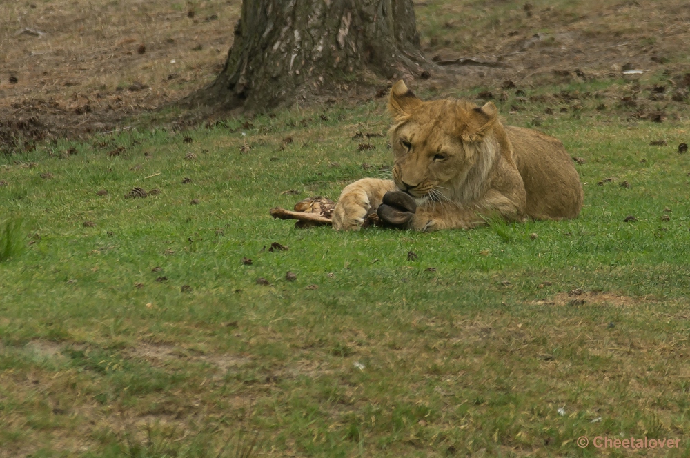 _DSC9886.JPG - Afrikaanse Leeuw