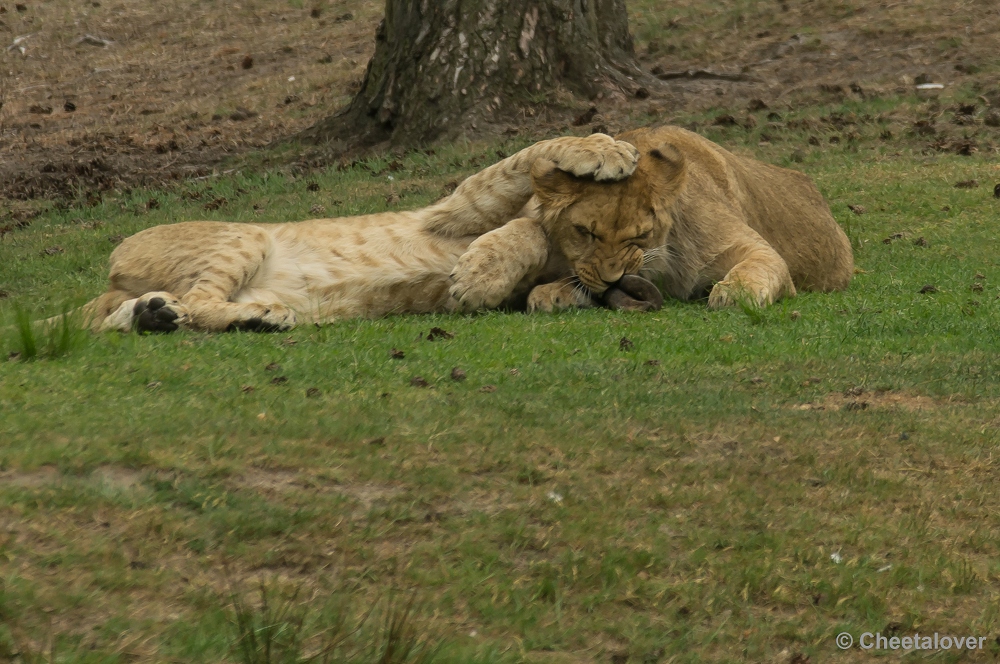 _DSC9888.JPG - Afrikaanse Leeuw