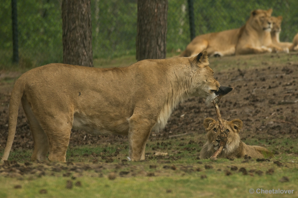 _DSC9921.JPG - Afrikaanse Leeuw