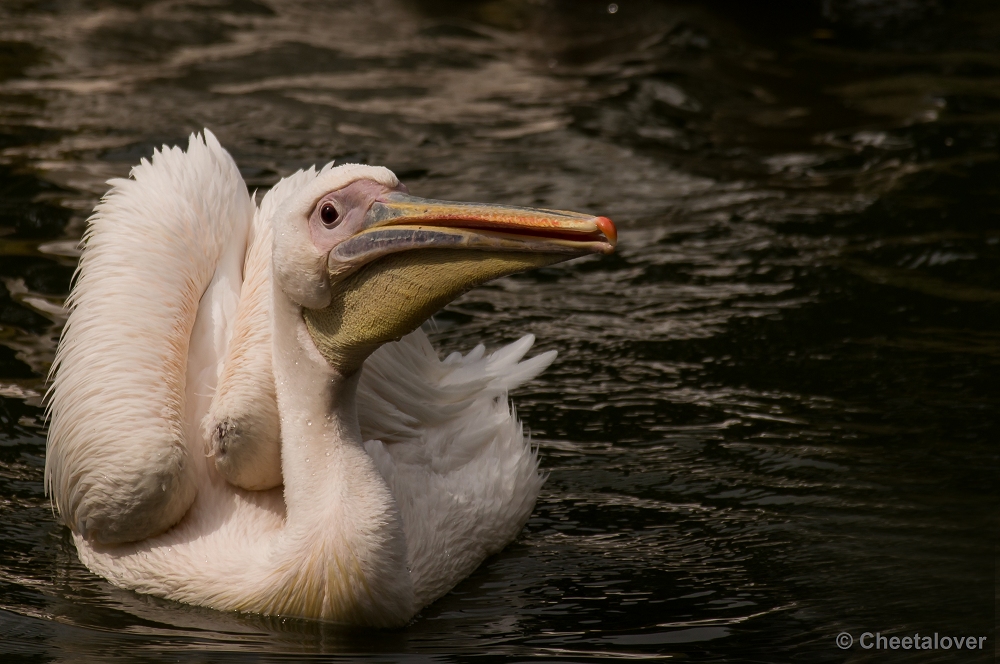 _DSC9965.JPG - Roze Pelikaan