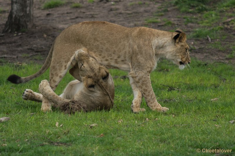 _DSC1321.JPG - Afrikaanse Leeuw