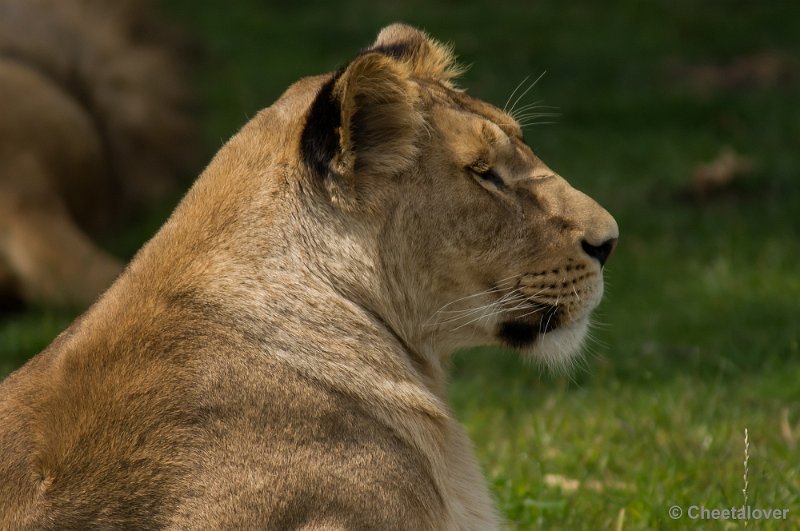 _DSC1330.JPG - Afrikaanse Leeuw