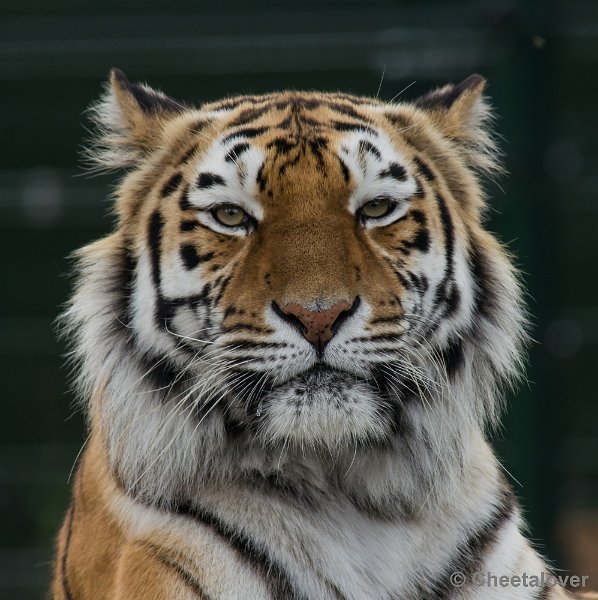 _DSC1428.JPG - Siberische Tijger