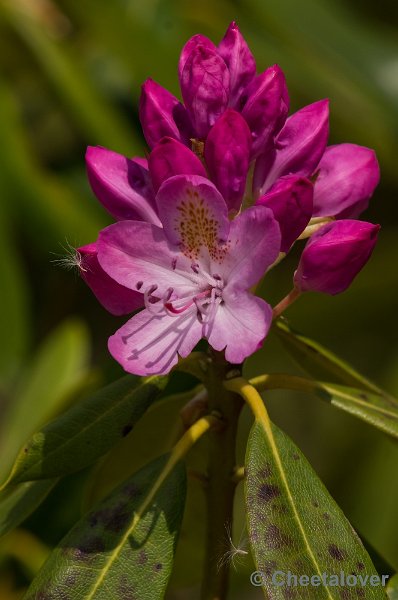 _DSC1443.JPG - Rododendron