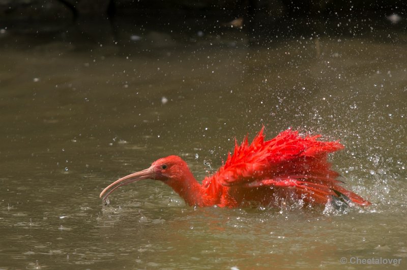 _DSC1465.JPG - Rode Ibis