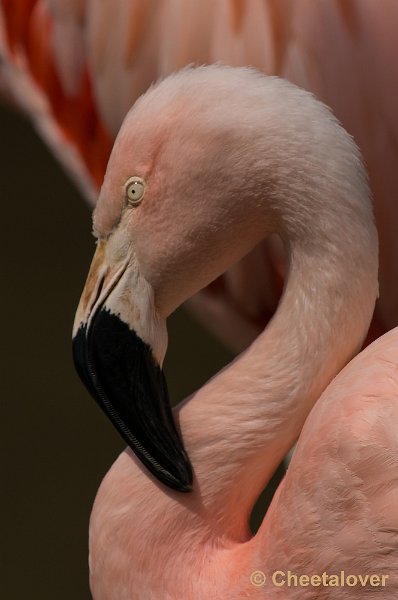 _DSC1473.JPG - Chileense Flamingo