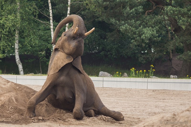 _DSC1622.JPG - Afrikaanse Olifant