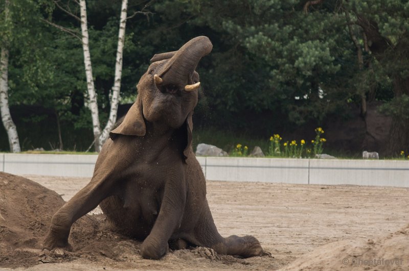 _DSC1623.JPG - Afrkaanse Olifant