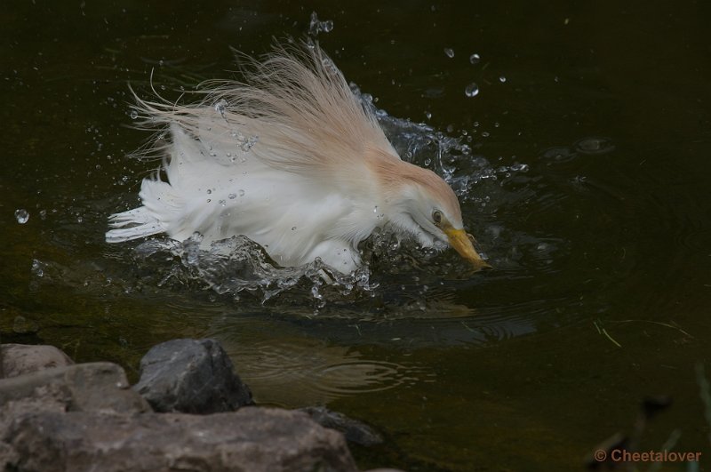 _DSC1678.JPG - Koereiger