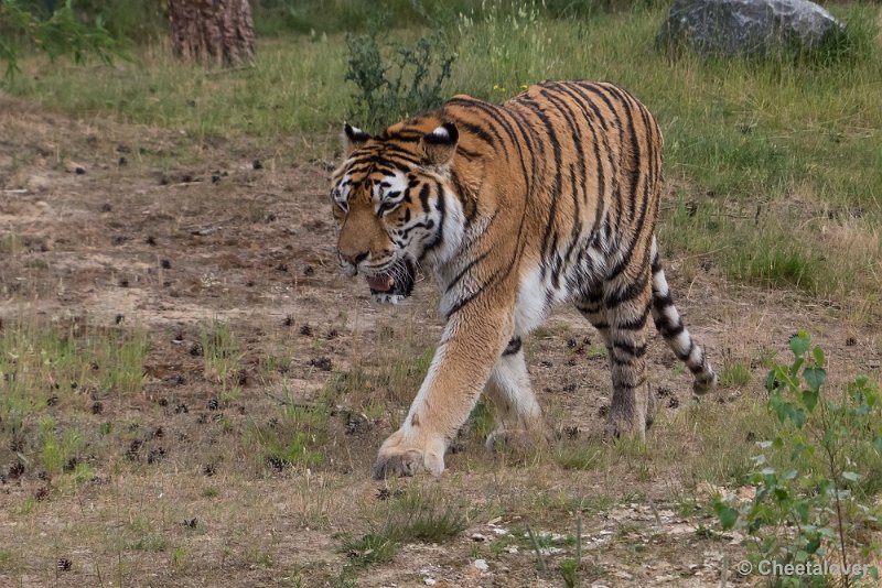 P1190803.JPG - Siberische Tijger