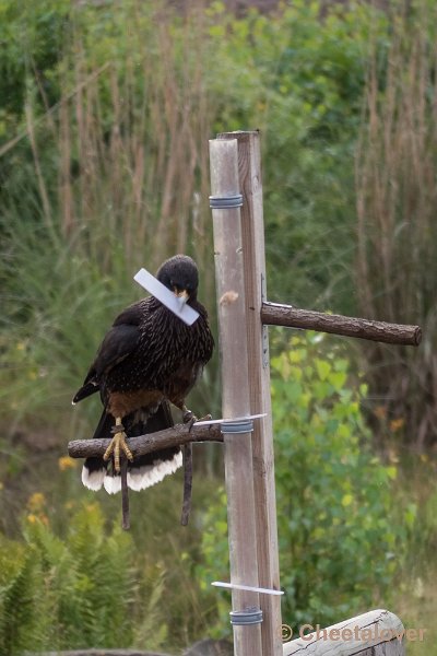 P1190852.JPG - Caracara