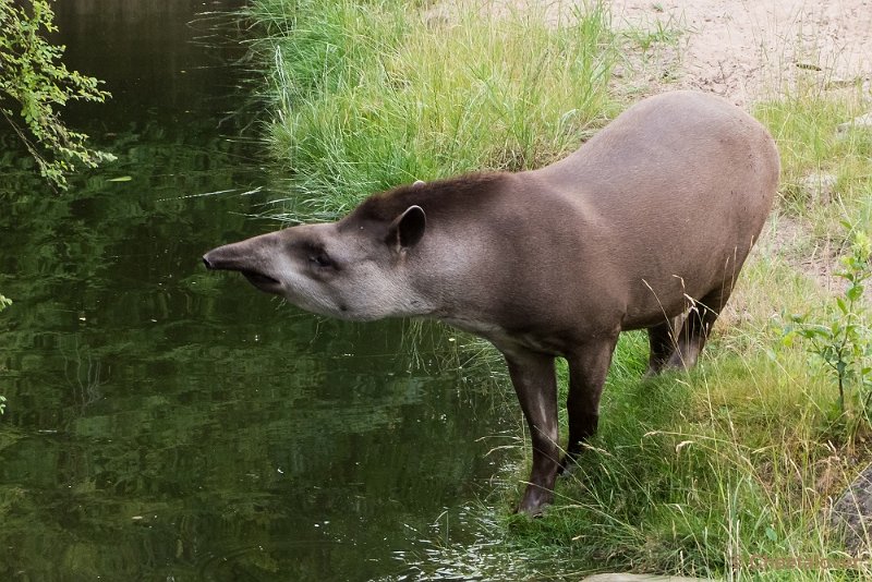 P1200078.JPG - Tapir