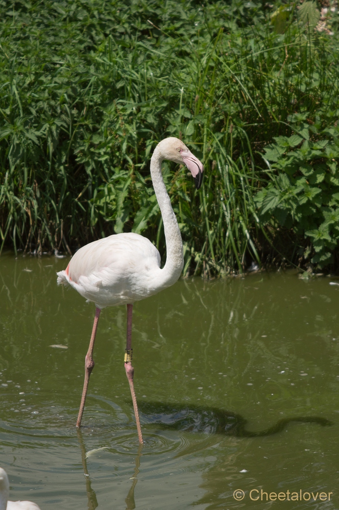 _DSC2938.JPG - Flamingo