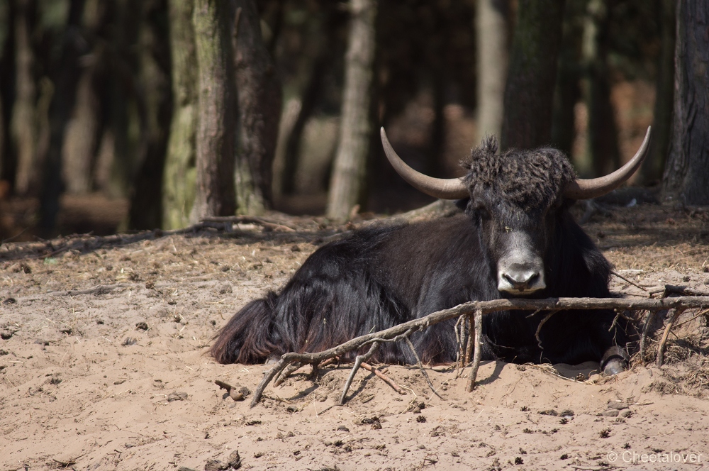 _DSC2941.JPG - Yak