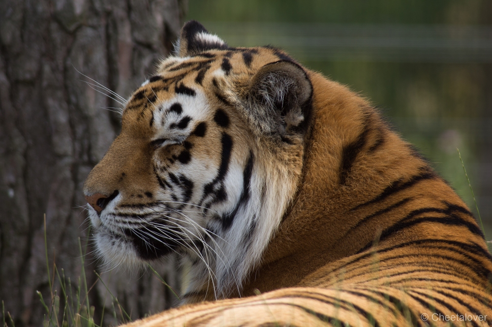 _DSC2943.JPG - Siberische Tijger