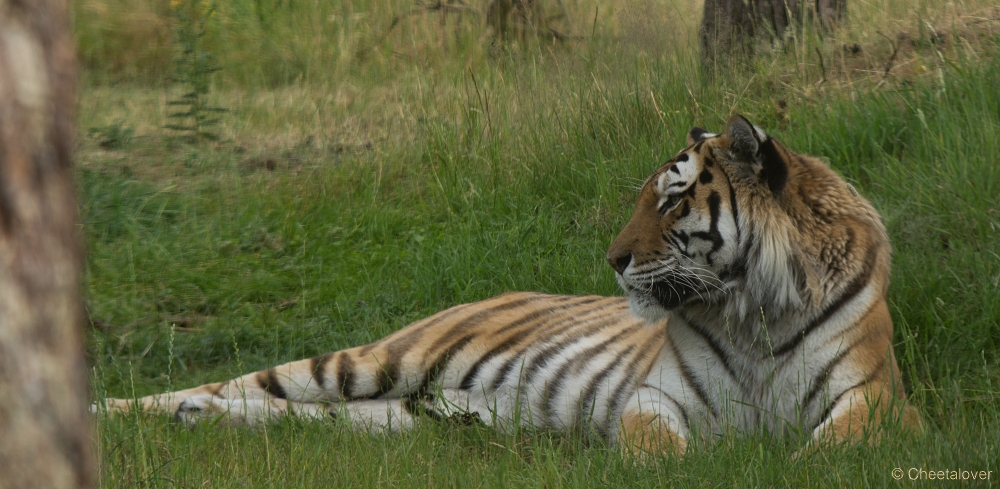 _DSC2945.JPG - Siberische Tijger