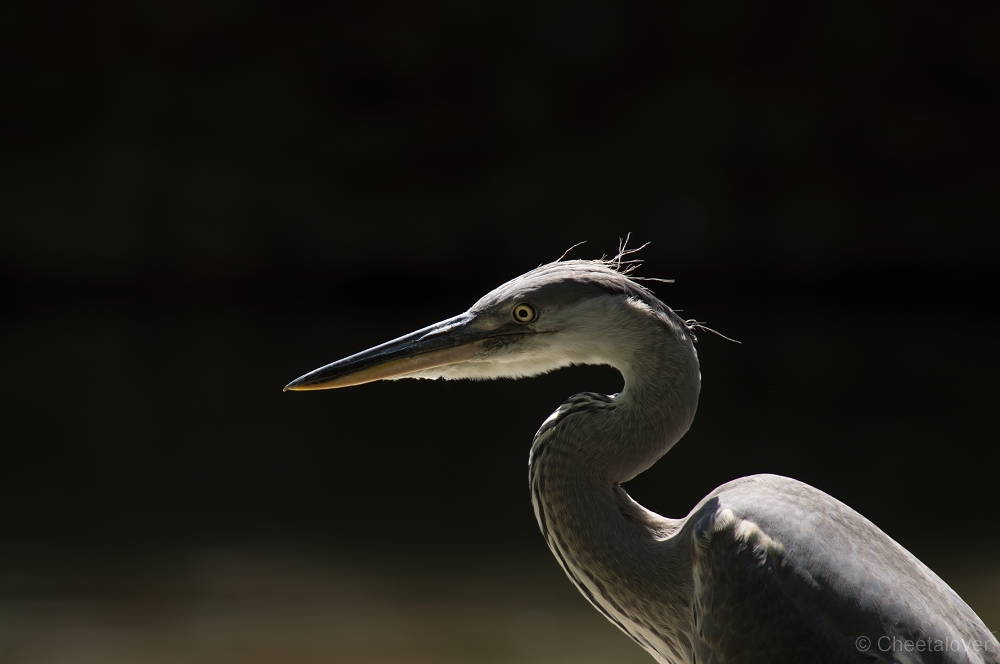 _DSC2958.JPG - Reiger