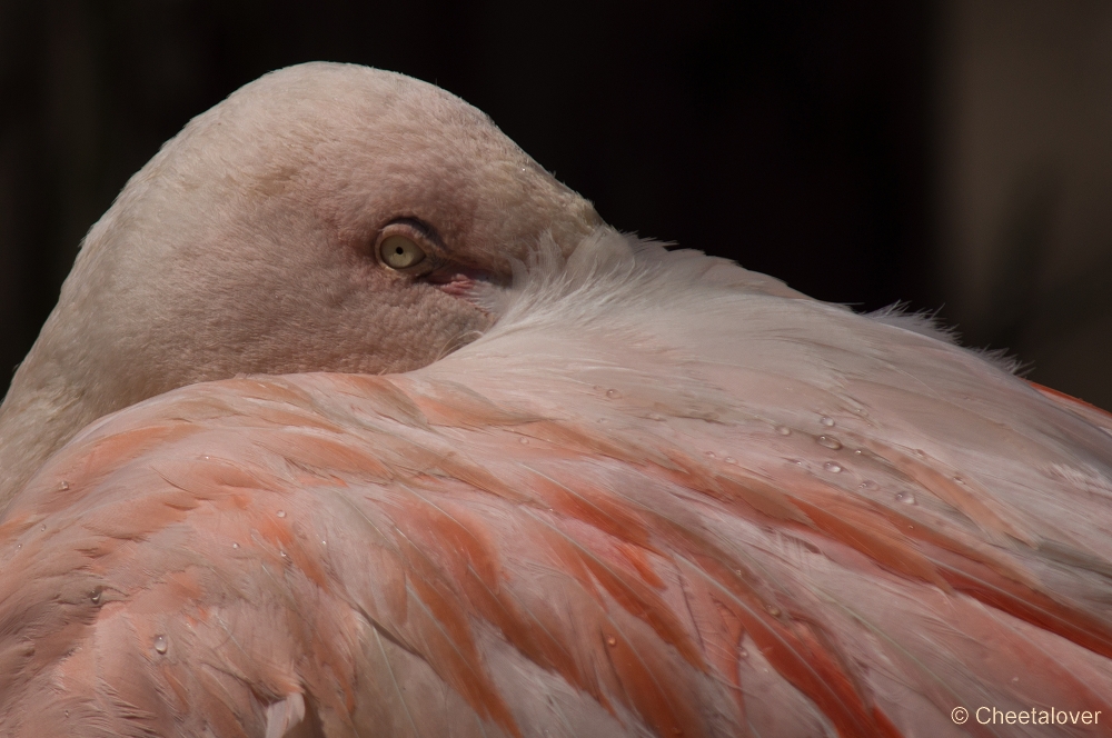 _DSC2965.JPG - Shileense Flamingo