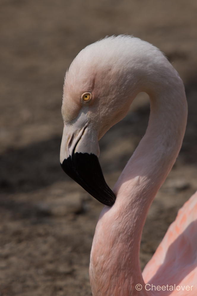 _DSC2971.JPG - Shileense Flamingo