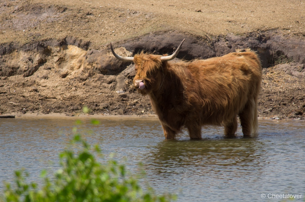 _DSC2998.JPG - Schotse Hooglander