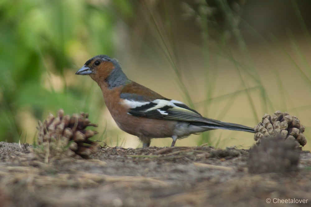 _DSC3014.JPG - Vink