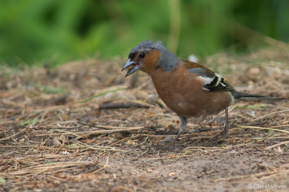 _DSC3017.JPG - Vink