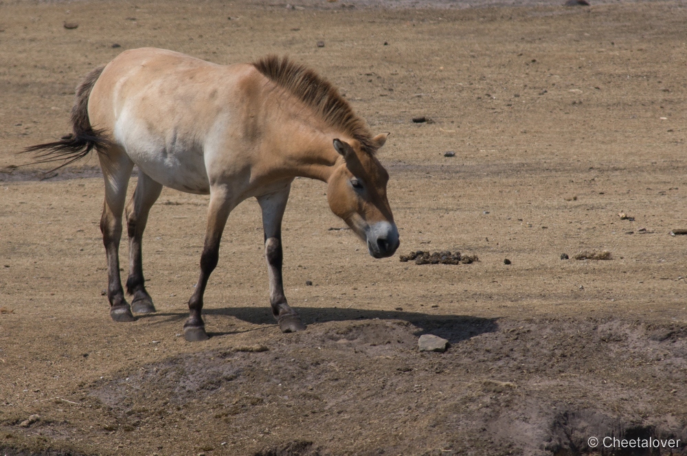 _DSC3035.JPG - Przewalskipaard