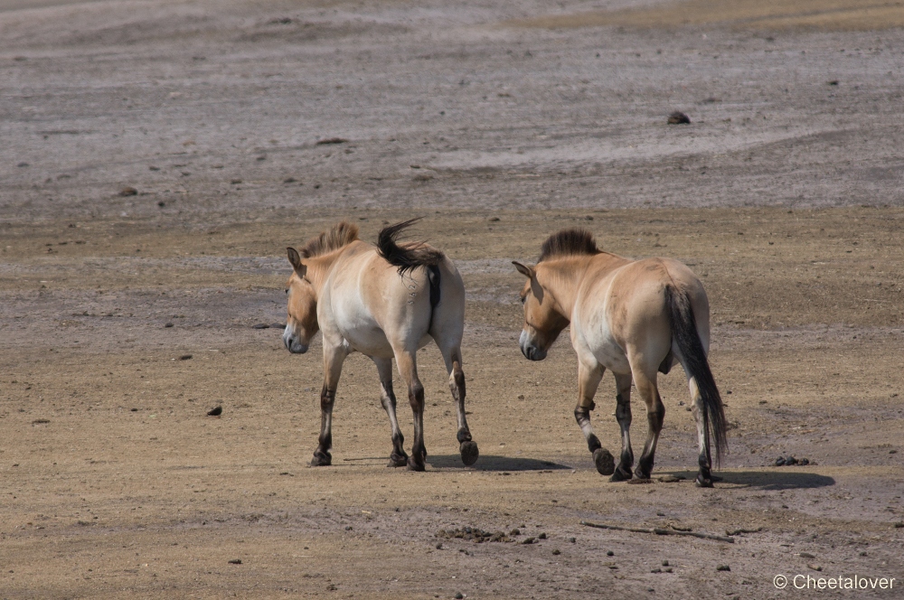 _DSC3038.JPG - Przewalskipaard