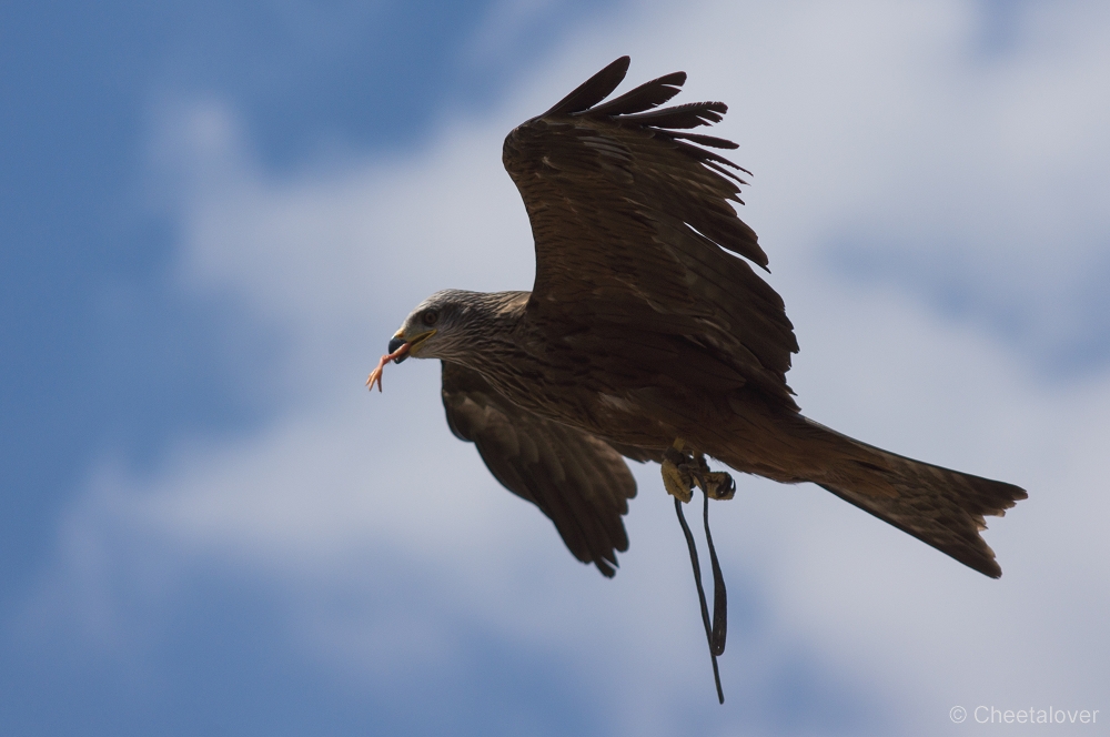 _DSC3211.JPG - Zwarte Wouw