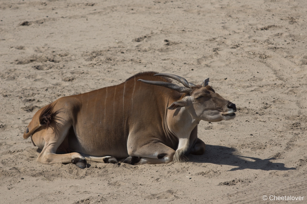 _DSC3248.JPG - Eland Antilope