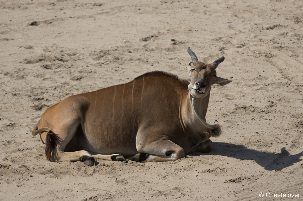 _DSC3250.JPG - Eland Antilope