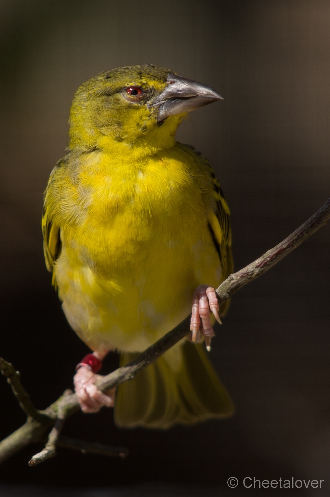 _DSC3270.JPG - Wevervogel