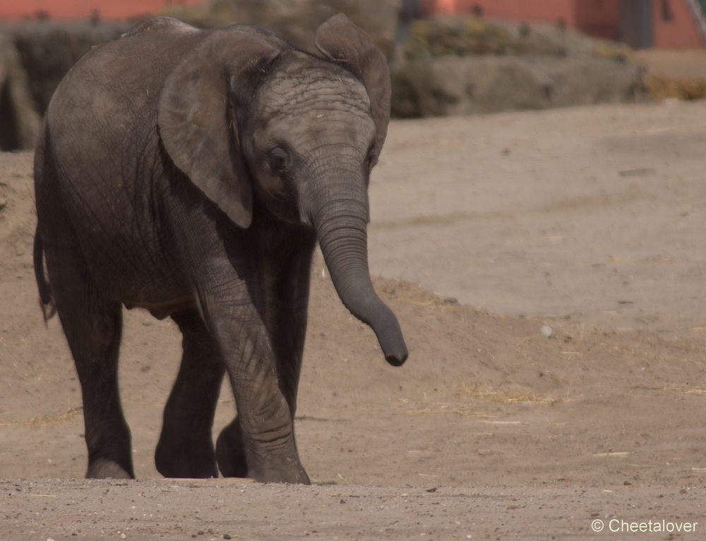 _DSC3286.JPG - Afrikaanse Olifant, Madiba